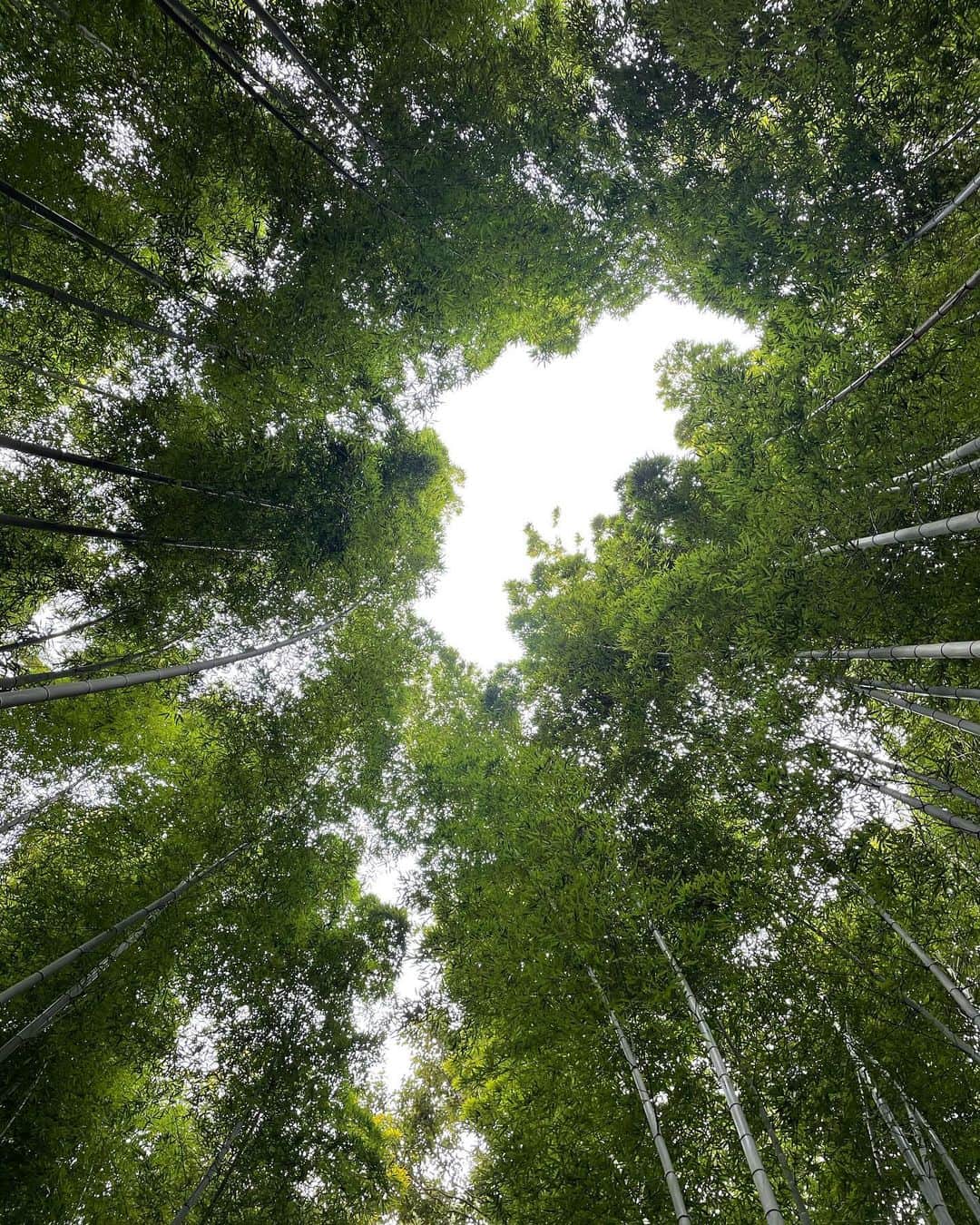 森田涼花のインスタグラム：「🎋🍃🐉💚」