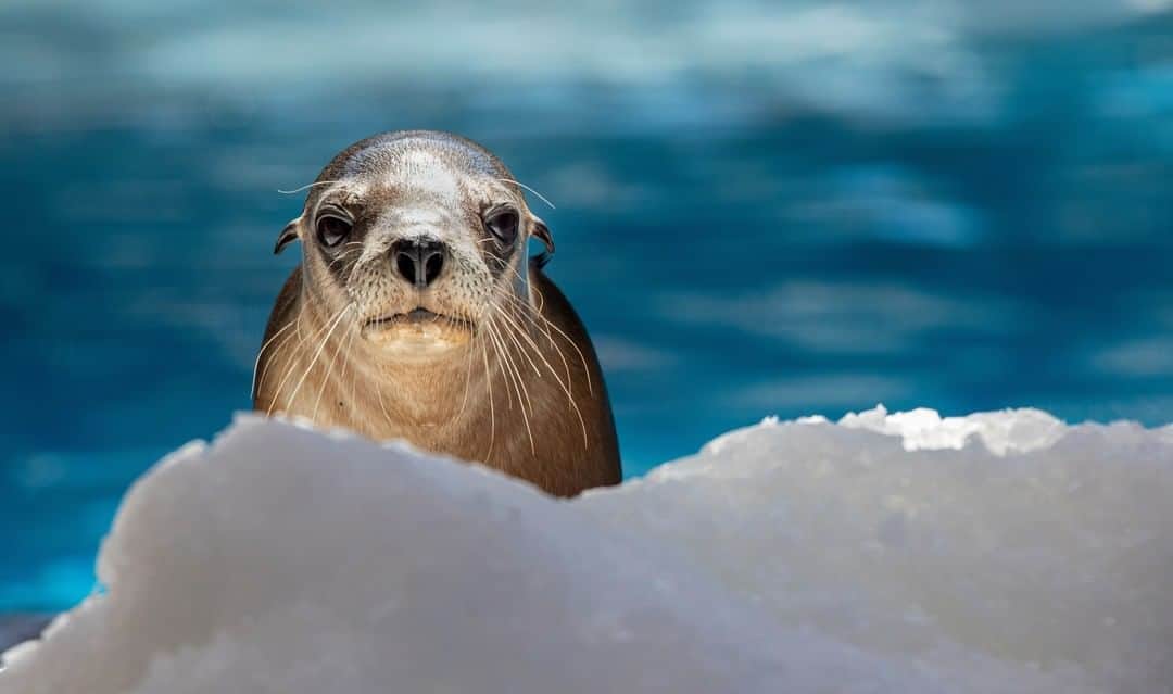 タロンガ動物園さんのインスタグラム写真 - (タロンガ動物園Instagram)「Let it snow! ❄️⛄  A huge thank you to our partners @redenergyau for supporting Amalie and our Seals for the Wild.  #forthewild」1月3日 16時00分 - tarongazoo