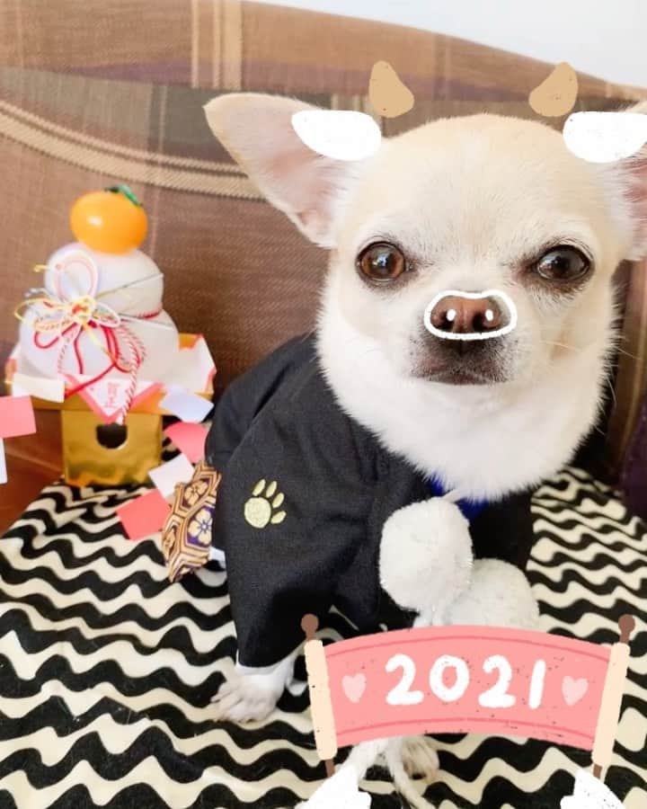 巴田みず希のインスタグラム：「小晴くんも牛に扮して🐮 ・ 今年もどうぞよろしくお願い致します。 ・ 袴は @petparadise_official で購入したよー♡似合ってるよー😚✨ ・ ・ ・ #犬のいる暮らし #丑年 #あけましておめでとうございます #2021年 #着物コーデ  #袴 #kimono #chihuahua #dogstagram #happynewyear2021 #スムチー #スムチーファン #チワワのいる暮らし #snow #保護わん妄想イラスト部」