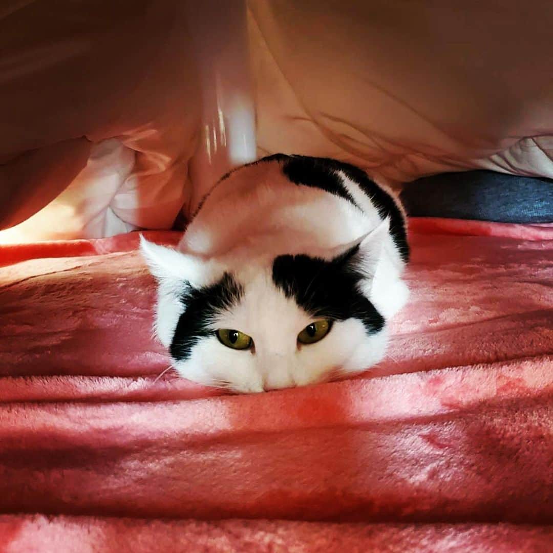 山口治樹さんのインスタグラム写真 - (山口治樹Instagram)「おもちみたいになっちゃった🎍  #cat #gato #猫 #ネコ #ねこ #ねこすたぐらむ #こたつ大好き」1月3日 16時49分 - delpieroyh