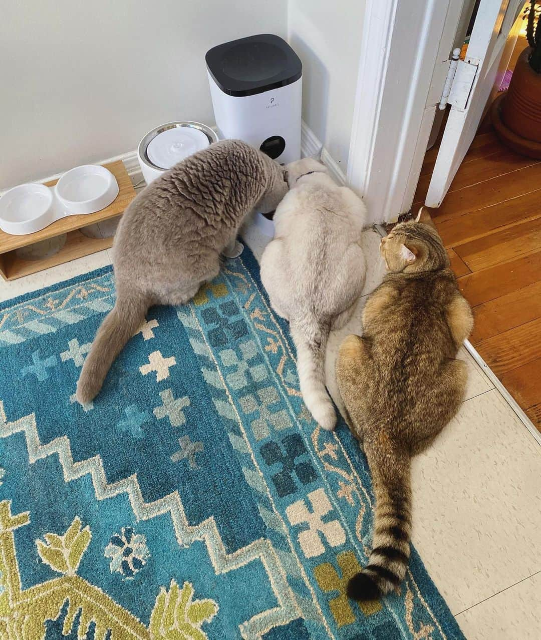 Millaさんのインスタグラム写真 - (MillaInstagram)「Who knew Sunday Brunch during lockdown would have a line?! 🙀😹😾#SundayFunday #SundayBrunch #MillaTheCat #WinonaCat #MrKubrickCat」1月4日 2時23分 - millathecat