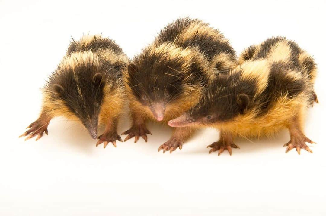 Joel Sartoreさんのインスタグラム写真 - (Joel SartoreInstagram)「These lowland streaked tenrecs may look cute, but underneath all of that fluff are a pretty impressive set of spines. When they sense a disturbance, these tenrecs can erect spines while moving their heads up and down, allowing them to impale a predator with their sharp quills. They also have a set of specialized spines that when rubbed together rapidly, produce high- frequency sounds that can allow for communication between individuals. Photo taken in Madagascar. #tenrec #trio #cute #fluffy #streaked #stripes #PhotoArk #savetogether」1月4日 2時25分 - joelsartore