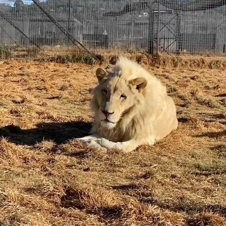 Black Jaguar-White Tiger のインスタグラム