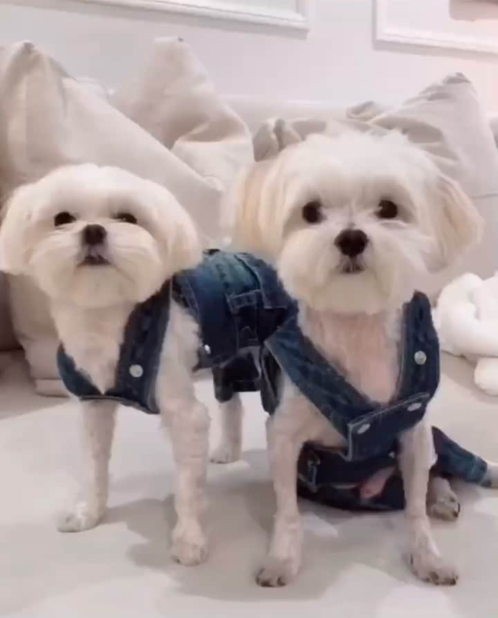 DogsOf Instagramのインスタグラム：「“Here’s to hoping we get to show off more of our @muttropolis outfits in 2021” — @bradley_and_chandler   #dogsofinstagram #loveitcouldntwearit #muttropolis」