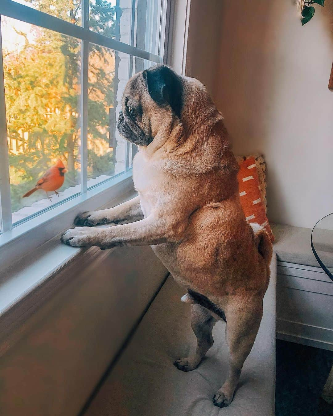 itsdougthepugさんのインスタグラム写真 - (itsdougthepugInstagram)「“Won’t u be my neighbor?” -Doug」1月4日 3時04分 - itsdougthepug