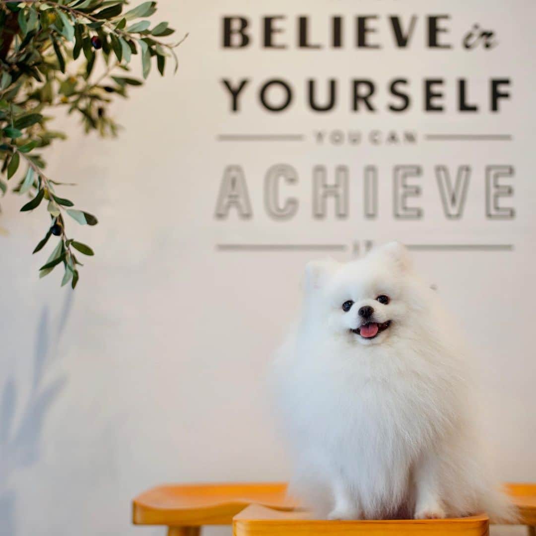 Mochi the Orkyehさんのインスタグラム写真 - (Mochi the OrkyehInstagram)「Believe in yourself, you can achieve it! ❤️ #newyearsresolution」1月4日 3時13分 - orkyeh