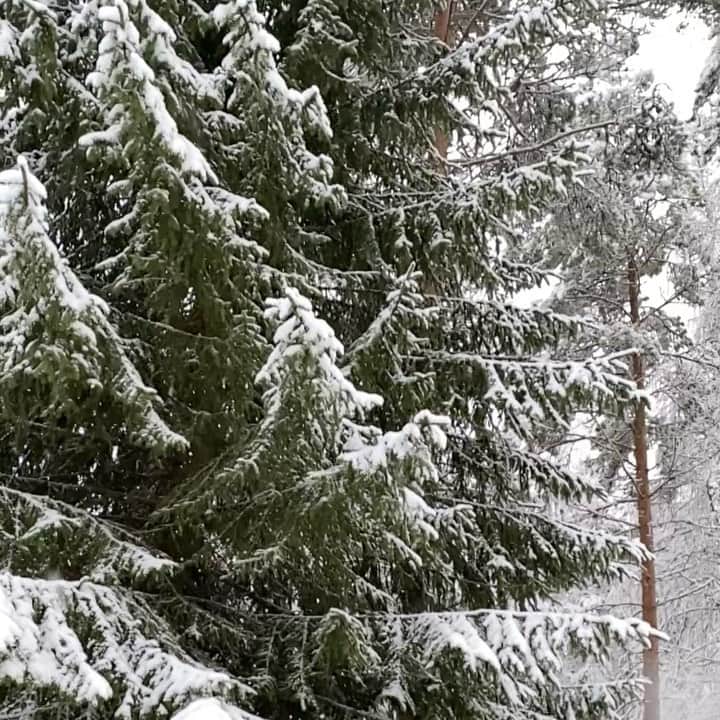 テーリポルキのインスタグラム：「Winter is here! ❄️❄️❄️」