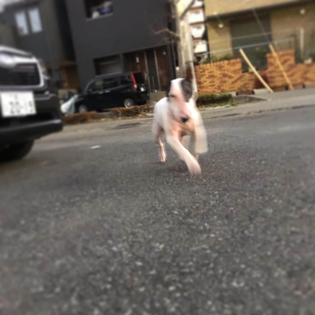 のインスタグラム：「#minituru#bull#terrier#minibullterrier#miniturubullterrier#dog#dogstagram#cute#qtaro#love#family#ミニチュア#ブルテリア#ミニチュアブルテリア#Q太郎」