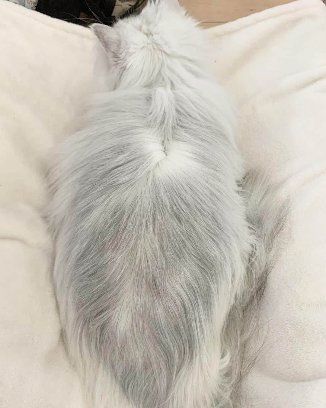 후추네큰언니のインスタグラム：「새해 맞이 냥빨... 부들부드르르 🥰  #후추  #고양이  #냥스타그램 #캣스타그램  #Hoochu #Hoochuthecat #cat #cats #catstagram #catsofinstagram #topcatphoto #bestmeow #ilovecat #cute #fluffy #petstagram #instacats」