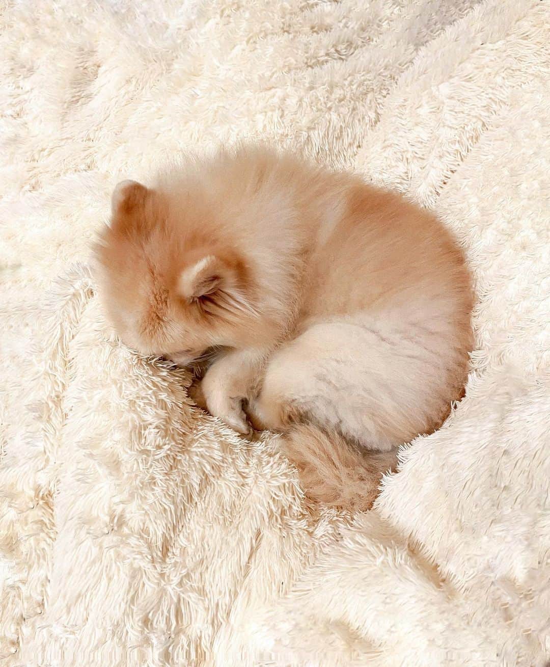 Manamiのインスタグラム：「犬と過ごす年末年始幸せだった😌💓 焼き餅みたいなバニたんと、竜田揚げみたいなリアくん🐒 バニラもリアも今年12歳🥺 おばあさんとおじいさん👵🏻👴🏽だから 出来るだけ実家に会いに行こう🥺💕  #🐶🐶 #2021 #元旦」