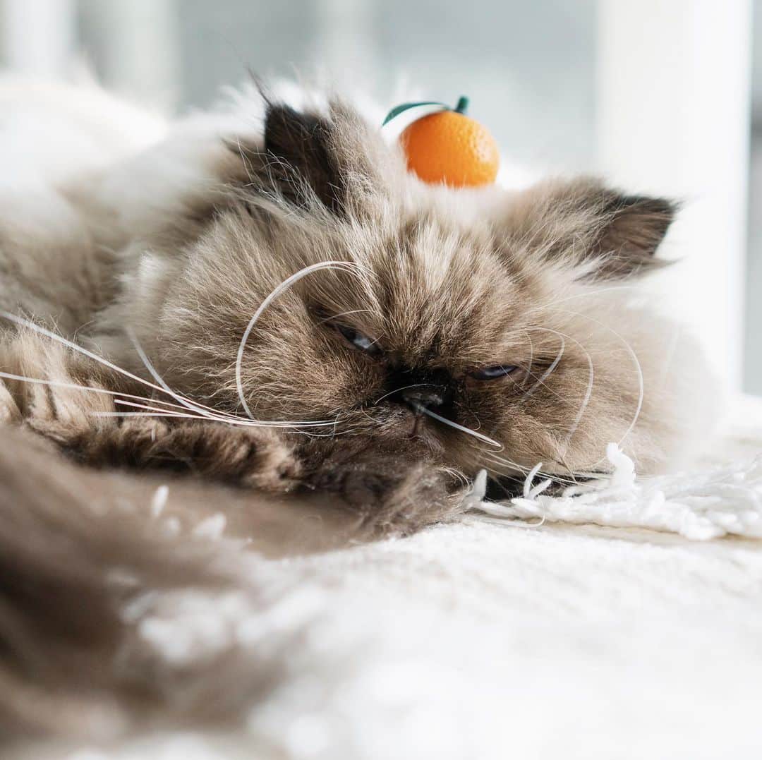 清水桜子さんのインスタグラム写真 - (清水桜子Instagram)「新年の食っちゃ寝猫たち。 いつも通りが一番ね。」1月3日 19時27分 - sakuracos