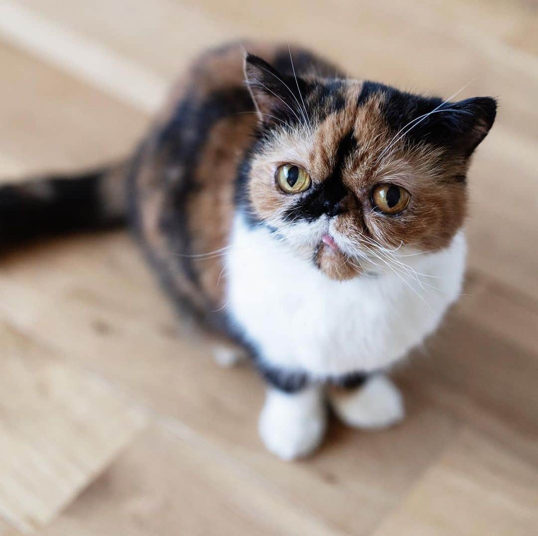 清水桜子のインスタグラム：「新年の食っちゃ寝猫たち。 いつも通りが一番ね。」