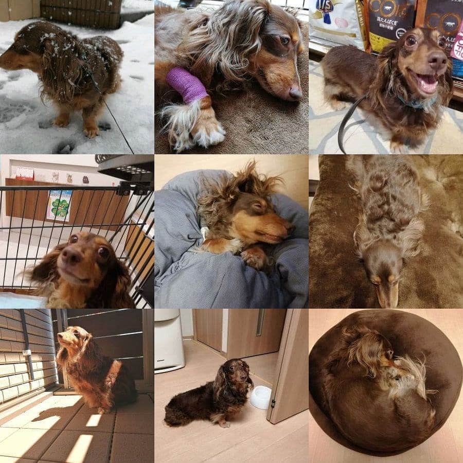 ななこさんのインスタグラム写真 - (ななこInstagram)「去年はこんな一年でした。 ※ ※ #犬 #愛犬 #ダックス #カニンヘン　 #dog #dachshund #dogstagram  #doxie #instadog #instadachshund  #petstagram #dachshundsofinstagram」1月3日 19時29分 - nanaco_dachs