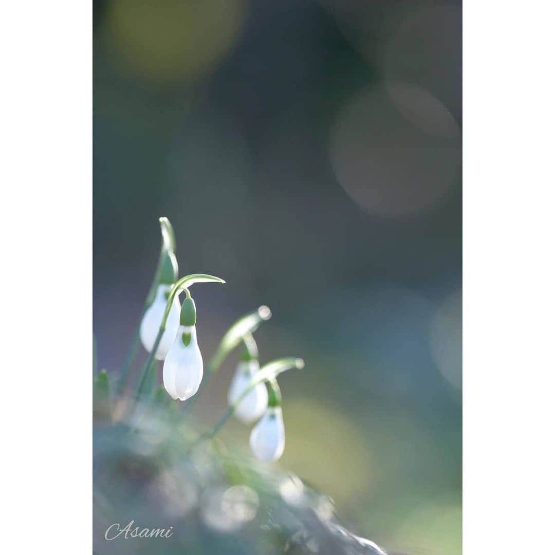 花の写真館のインスタグラム：「Photo by @risukkma2.⠀ https://instagram.com/risukkma2/⠀ .⠀ Original Post[投稿いただいたURL]⠀ https://www.instagram.com/p/B7mLGgjA-1S/⠀ .⠀ 本アカウントは、 #私の花の写真 をつけてInstagramに投稿された皆さまの花の写真や、「花の写真館」Facebookページで投稿された花の写真を紹介します。⠀ 「花の写真館」Facebookページは、「 @floral.photograph 」のプロフィールにあるURLからご覧ください。⠀ .⠀ ※各自、政府、自治体など公的機関の指示に従った行動をお願いします。⠀⠀ 東京カメラ部および分室では、写真を「見る楽しみ」を提供することを通して、微力ながら皆様にわずかな時間でも癒しをお届けしたいと思っております。⠀ ※本アカウントは東京カメラ部がFacebook、Instagramのサービスを利用して運営しているもので、Facebook社・Instagramとは一切関係ありません。⠀ .⠀ #花の写真館 #floralphotograph #floralphoto #flower #flowers⠀ Follow: @floral.photograph」
