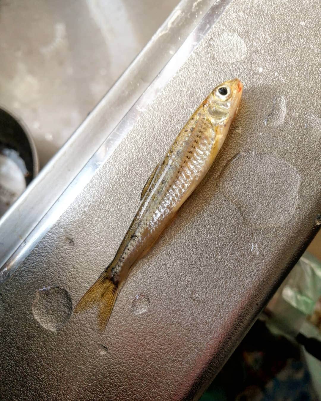晁直 のインスタグラム：「この魚なに？ うぐい？」