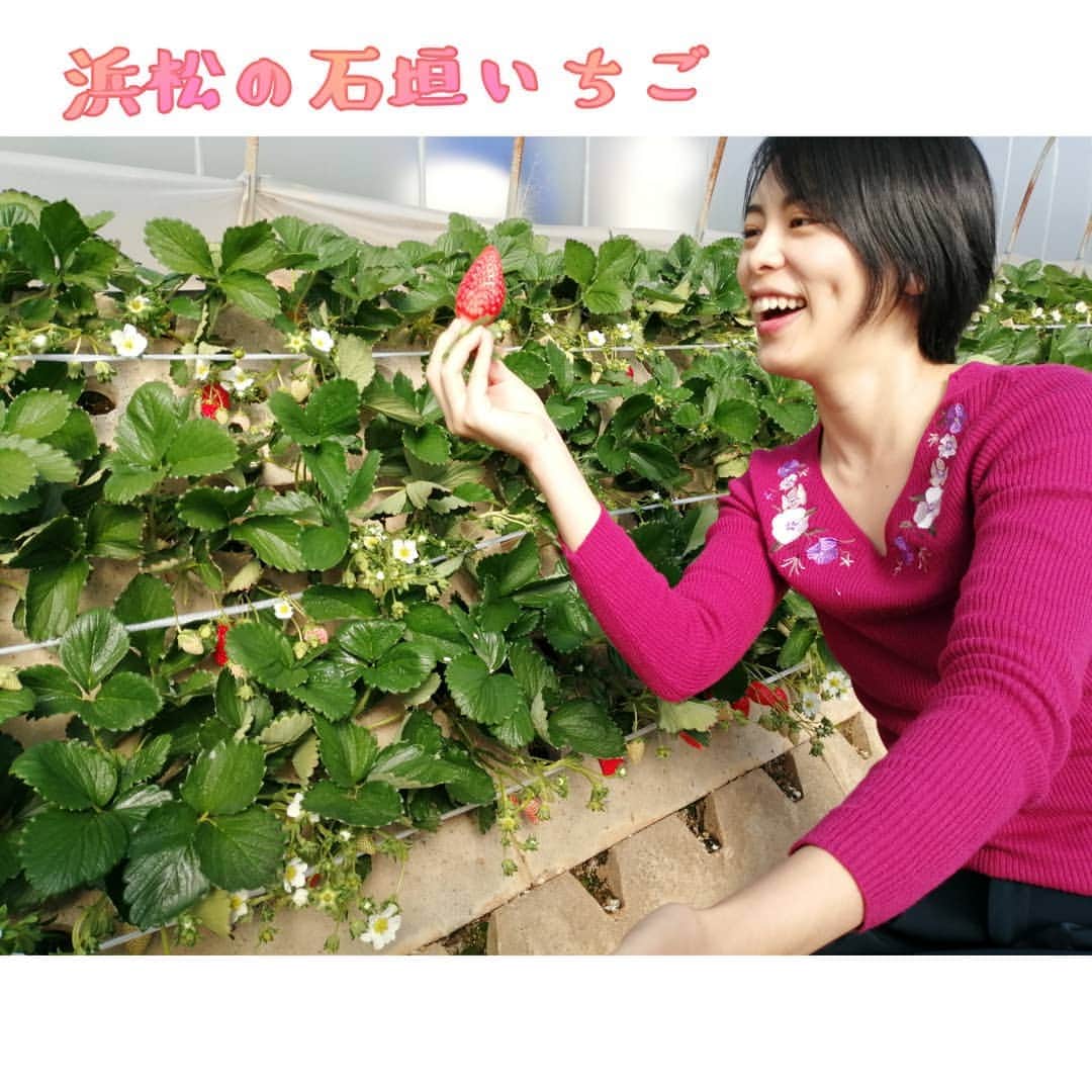 堺瞳のインスタグラム：「浜松では珍しい石垣いちご🍓 浜松市西区の根本山観光農園へ！  今なら、いちご狩りをすると 【みかん狩りも無料♥】 【時間、無制限！】  素晴らしいサービス😀！  いちご狩りが1/2〜 始まったばかりで、 甘いイチゴもたっぷり⭐  子どもたちは、 イチゴを食べて ビニールハウスの中で 遊ばせておけて安心😀  イチゴもミカンも たらふく食べられ大満足😍  新年早々ラッキーで、 今年もいい年になりそうです♥  【根本山観光農園　倉田園】 浜松市西区深萩町304-500  #石垣いちご #静岡 #浜松 #浜松おでかけ #いちご狩り #浜松子連れ #浜松ママ #静岡ママ #子連れ情報」