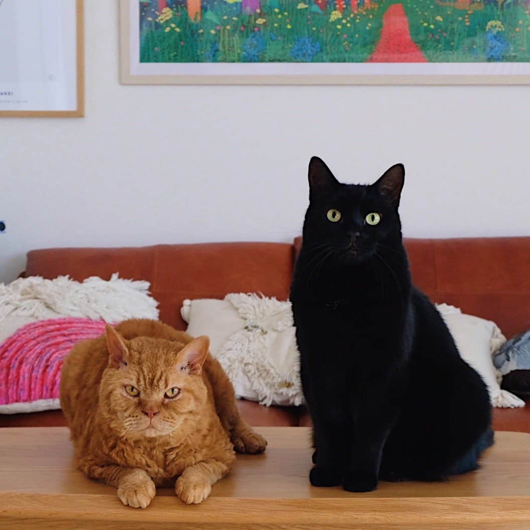 ギネス & ピムスのインスタグラム：「03/01/2021 ・ HAPPY NEW YEAR!! Here’s to a healthy and prosperous 2021! Best wishes from Guinness and Pimms with Nagi🐈‍⬛🐈👦🏻 ・ ・ あけまして おめでとうございます㊗️ 本年もギネピムと凪くん三兄弟を どうぞよろしくお願い致します♬ 皆さまにとって 素敵な1年になりますように。 今年は順調に行けば、 夏頃にギネピム仕様のおうちが 建つはず！ 猫たちのためにも 早くこの家引っ越したい😂 ・ ・ #ギネピムと凪くん  #2yearsold #2歳  #babyboy #男の子ベビー #赤ちゃんのいる生活 #赤ちゃんのいる暮らし #赤ちゃんと猫 #猫と赤ちゃん」