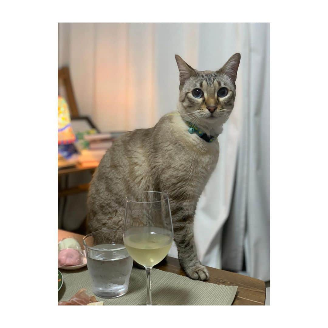 香音有希さんのインスタグラム写真 - (香音有希Instagram)「おせち×🍾×ネッコ🐈  最高です🤤  . . #おせち#おせち好き #栗きんとん#だてまき#黒豆 #おせちマイベスト3 #美味しかった#有難う#🙇‍♂️」1月3日 21時21分 - kaonyuki_yukako