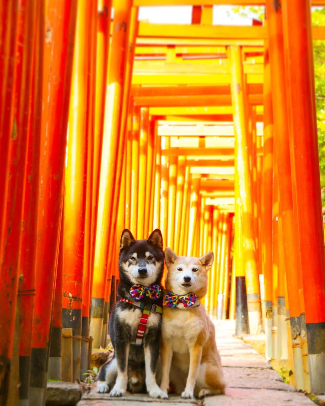 柴犬 けんしろう ゆりあのインスタグラム：「🐶⛩🐶  本日けんゆりお留守番はじめ。  アレとソレと一緒に 盛大にお出迎えしてくれましたよ〜 . . アレとソレは ご想像にお任せします😂 . . Location:Tokyo(2019年撮影)」
