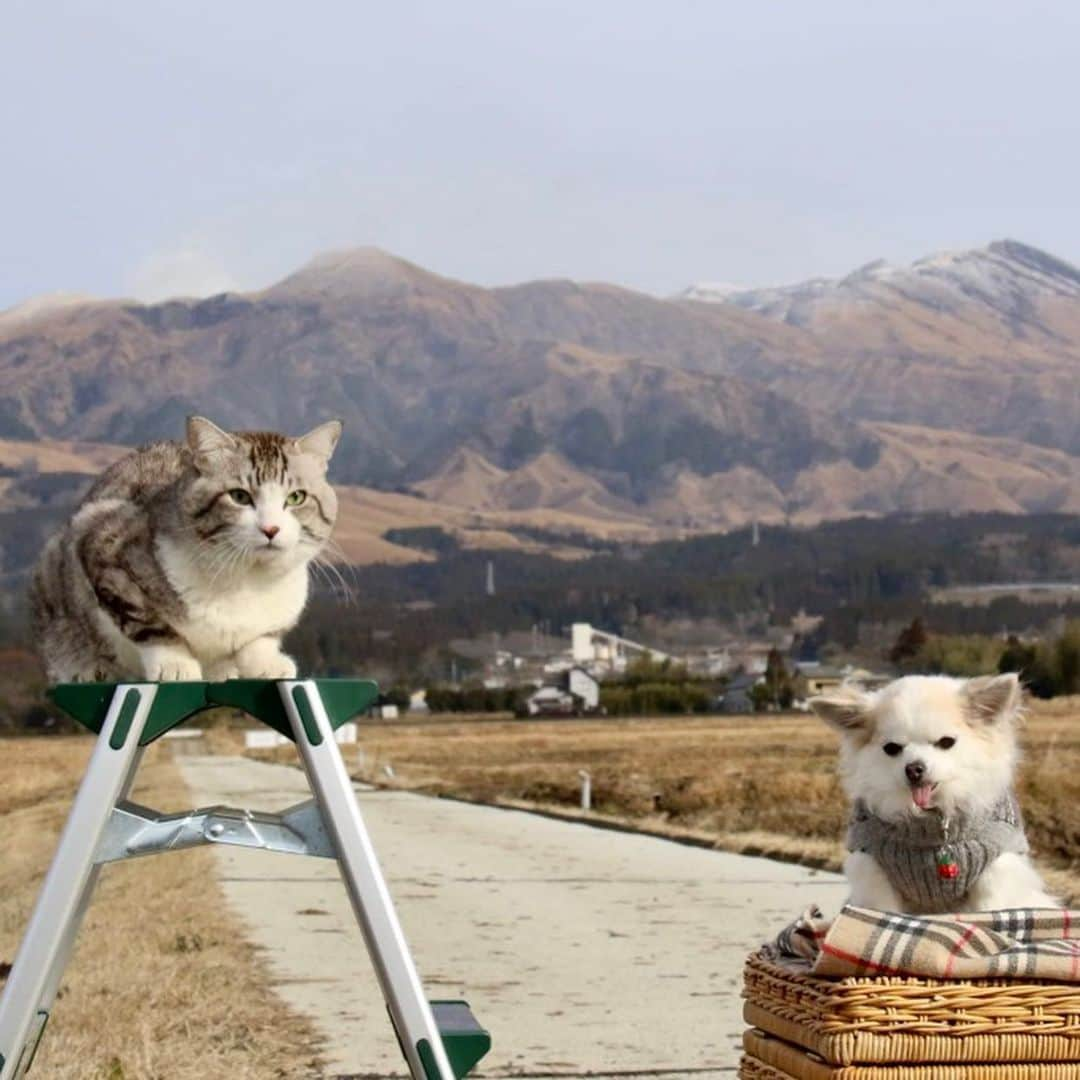 Nyankichi Noranekoさんのインスタグラム写真 - (Nyankichi NoranekoInstagram)「熊本県南阿蘇村のお友達、ちわこちゃんにゃり @chiwako_kai 🐶  熊本縣南阿蘇村的朋友小吉娃娃🐶喵 @chiwako_kai   She is my friend. Name is Chiwako. She lives in Minamiaso village, Kumamoto prefecture. 🐶 @chiwako_kai   #猫 #고양이 #แมว #貓 #кошка #qata #chat #ニャンスタグラム #gato #ねこ部 #旅猫 #動物 #ペット #ねこのきもち #ニャン吉  #にゃらん #kawaii #保護猫 #イケニャン #japan #猫写真 #ねこ #seekor #ネコ #動物 #日本 #南阿蘇 #南阿蘇村 #犬 #dog #熊本」1月3日 21時47分 - noraneko_nyankichi