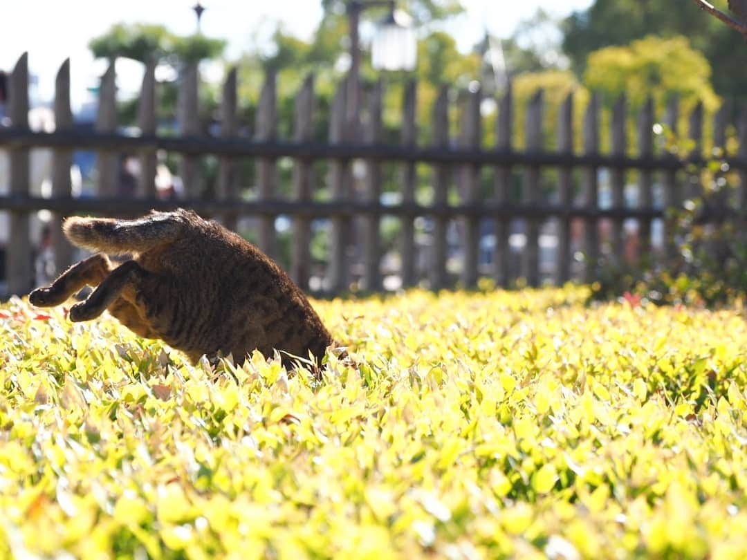 路地裏のにゃん吉さんのインスタグラム写真 - (路地裏のにゃん吉Instagram)「べーちゃんは時々アクティブ  Shot with OM-D E-M1 MarkⅡ M.ZUIKO DIGITAL ED 12-100mm F4.0 IS PRO  　  #生き抜け野良猫 べーちゃん #camera_kitamura #breakfree_olympus #แมว #igersjp#のらねこ部#猫#ねこ部#gallery_legit #にゃんすたぐらむ#みんねこ #cats#ファインダー越しの私の世界 #catsofinstagram #gatto#catloversclub#bnw_drama#gf_bnw #東京カメラ部#icu_japan#getolympus #love_bestjapan #スナ_スナ_フォトコン2021 #bestphoto_japan #bnwcatalonia」1月3日 22時00分 - nyankichi5656