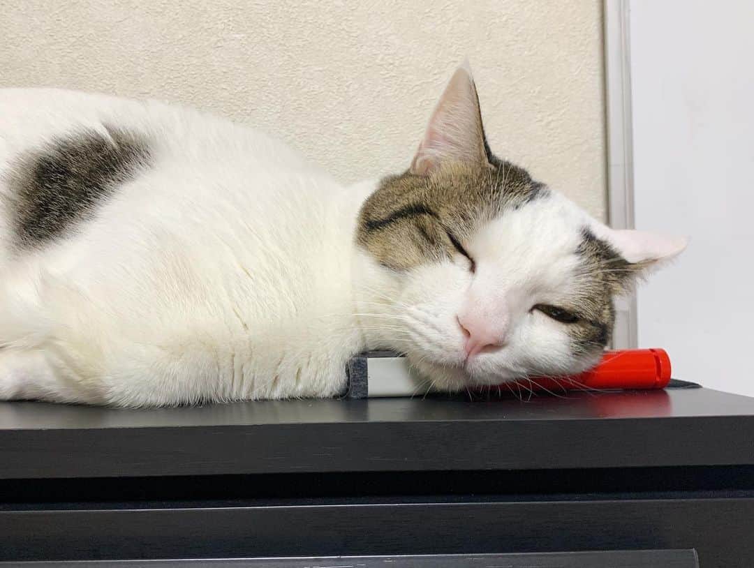 ひのき猫さんのインスタグラム写真 - (ひのき猫Instagram)「なんでも枕になるのです(^^)」1月3日 21時59分 - hinoki.cute.kitten