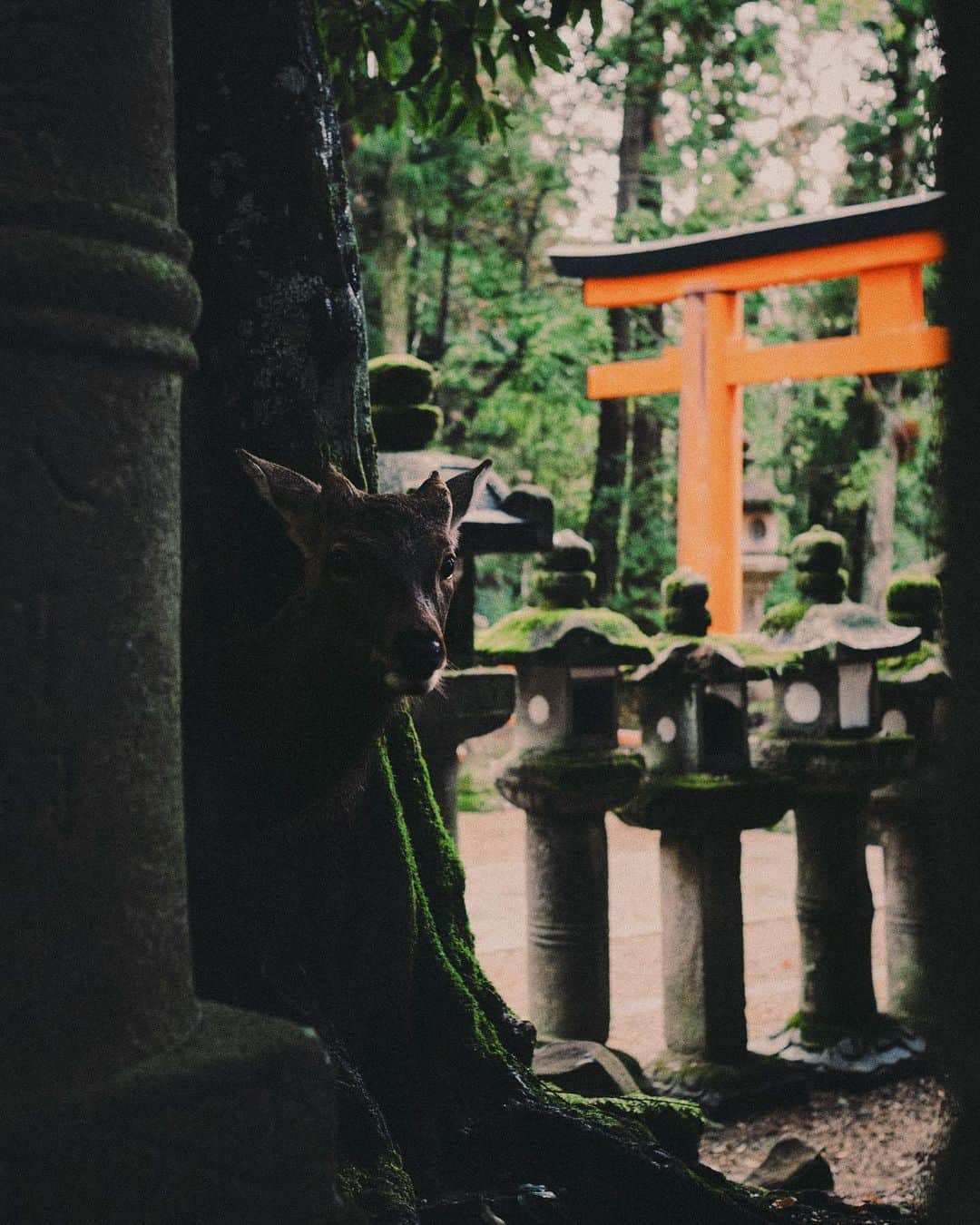 Kaiのインスタグラム：「together with nature」