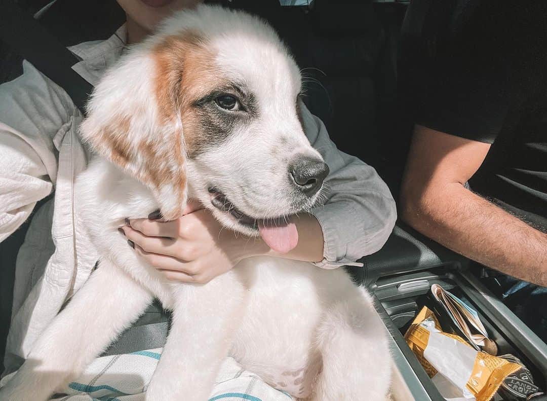 ジュリア バレットのインスタグラム：「New baby St. Bernard 🤎」