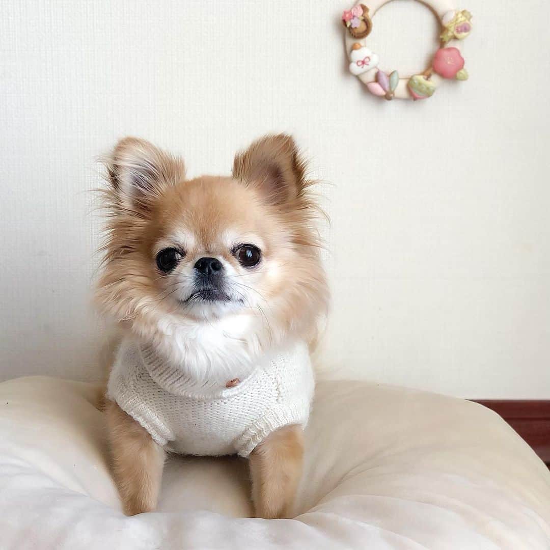 のインスタグラム：「* * 🎍明けましておめでとうございます🎍 * 今年も宜しくお願いいたします🐶🍪 * #チワワ #chihuahua #chihuahualove #ロングコートチワワ #ロンチー #チワワ部 #愛犬 #犬のいる暮らし #チワワのいる暮らし」