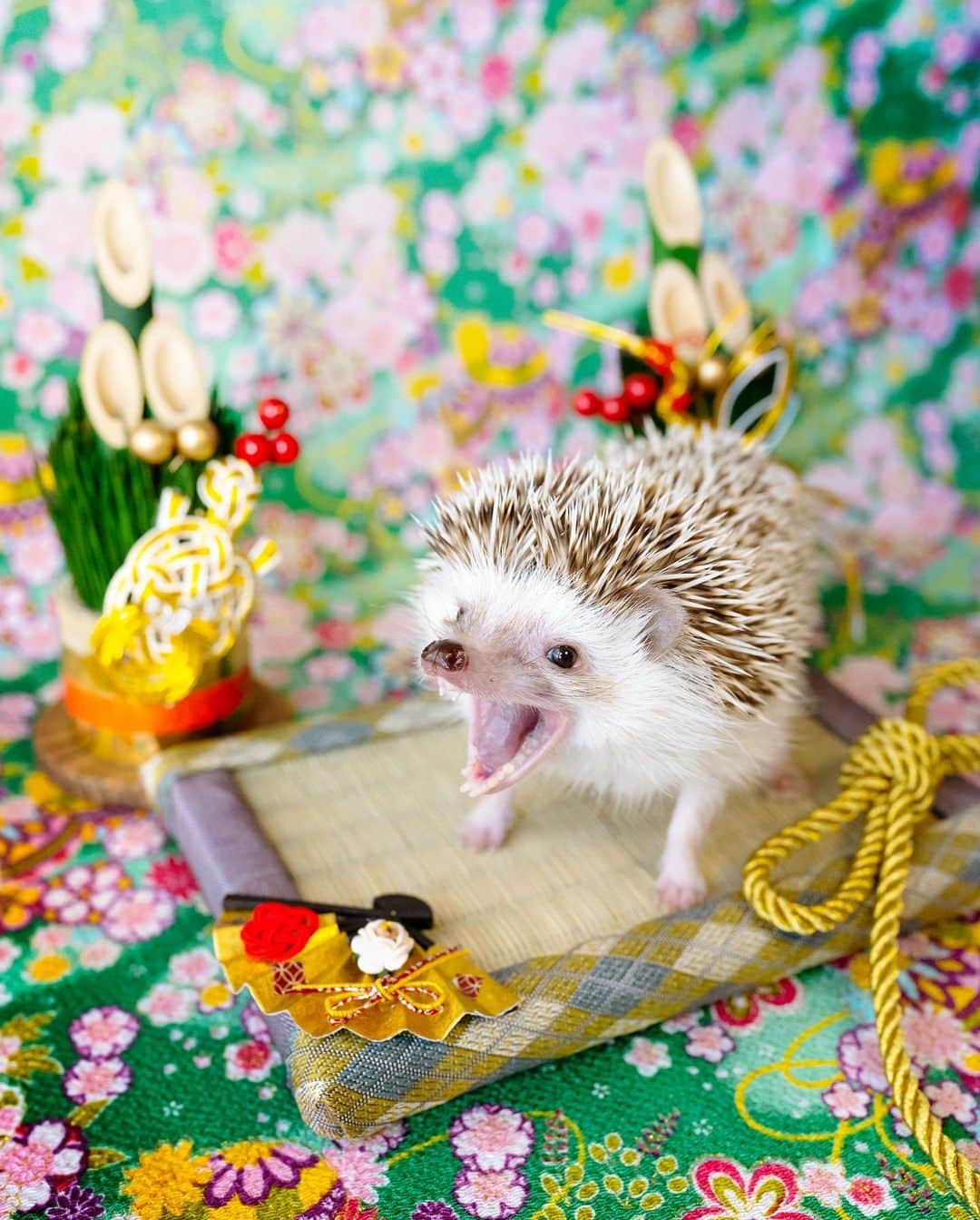 ダーシーのインスタグラム：「My New Year's resolution is…"To eat a lot and grow like a cow!" 🦔🐄✊🏻✨  「今年は毎日ご飯完食するぞー‼️」 コアラの新年の抱負🐨✊🏻✨ サポートがんばります😊✊🏻✨」