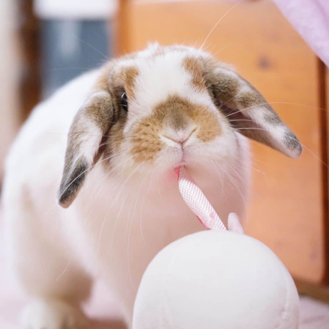 usagraphのインスタグラム：「アゴに突き刺さってる😂 スリスリするのにちょうどいいらしい。 ＊ ＊ ＊ #うさぎ　#rabbit #bunny #ふわもこ部  #WeeklyFluff #igersjp  #tokyocameraclub #東京カメラ部  #神戸カメラ部  #bunnystagram  #うさぎ部 #ホーランドロップ #hollandlop  #ファインダー越しの私の世界 #art_of_japan #myfujilove  #今日もx日和」