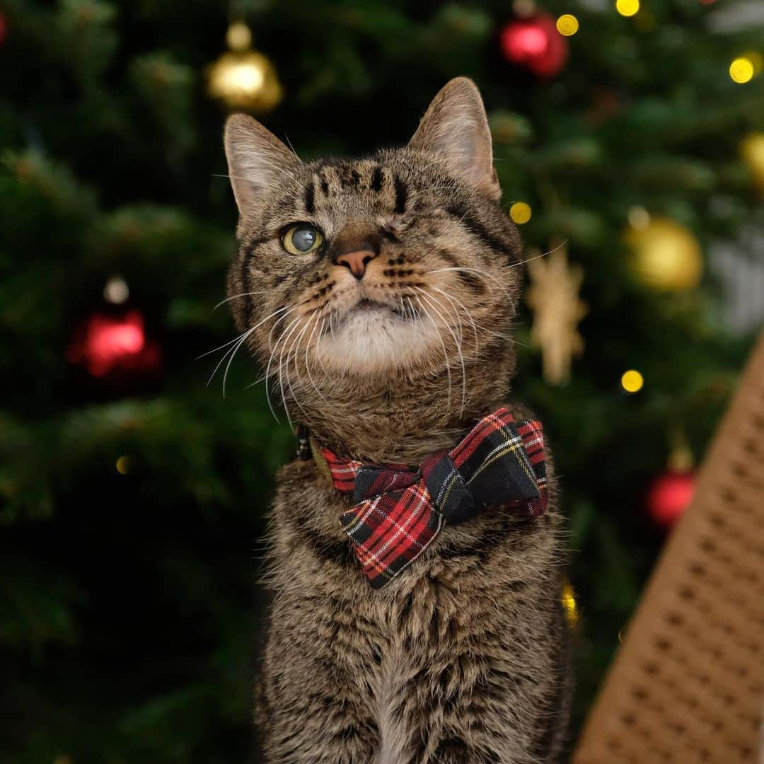 catinberlinさんのインスタグラム写真 - (catinberlinInstagram)「It’s finally snowing in Berlin! ❄️ Had to take some last shots in front of our christmas tree. ❤️ www.catinberlin.com」1月3日 23時02分 - catinberlin