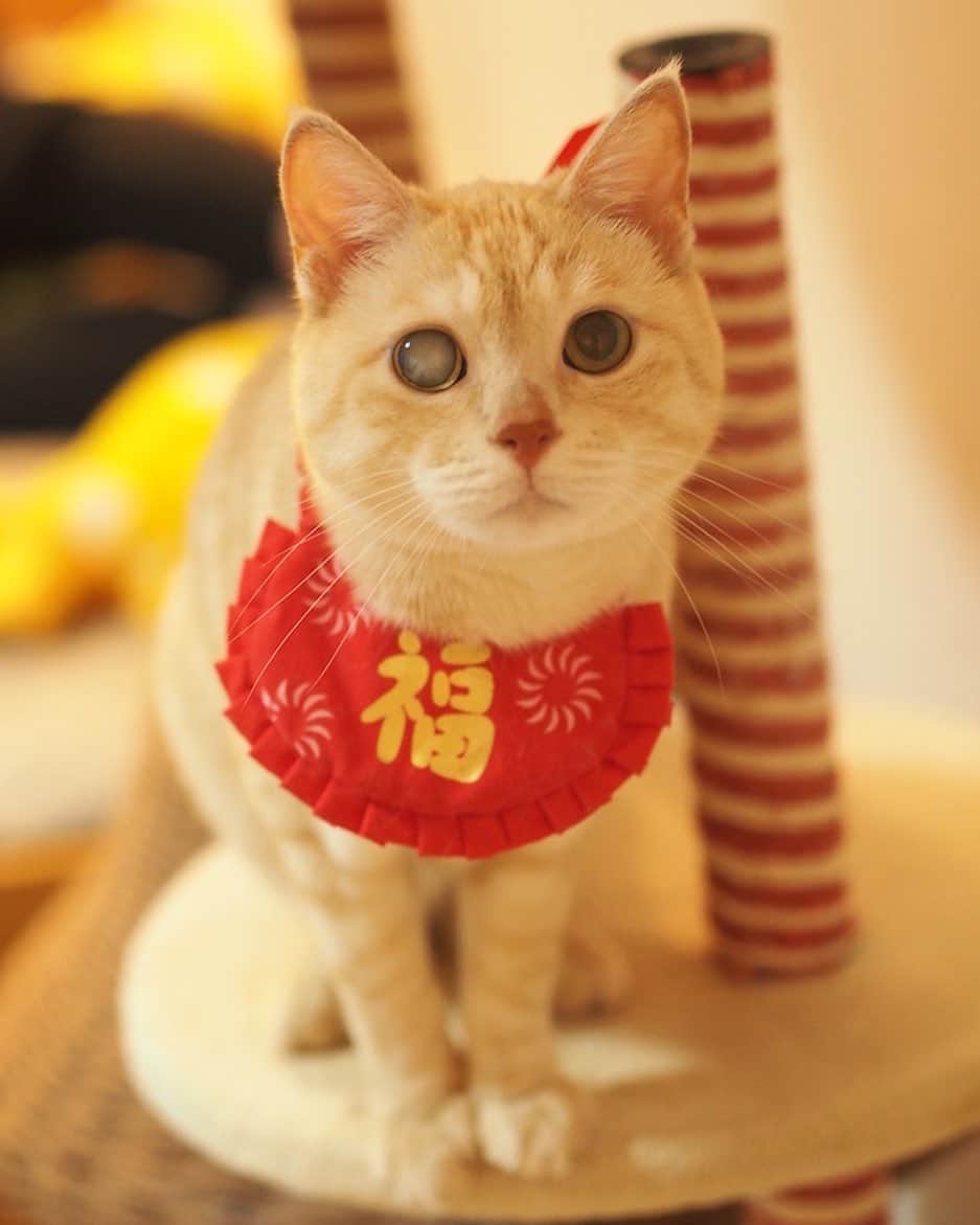 ruiruiのインスタグラム：「昨年のお正月の福ちゃんです . . 今年の福ちゃん地方は雪がないお正月になりました。 . . 一つ前の投稿にたくさんのコメントをありがとうございました。 爪研ぎをひとつだけ捨てましたが、それ以外の物は無理に片付けることはせず、そのままにしておこうと思います。 . . . #生前の福ちゃん #福ちゃんはお星様になりました #cat #cats #ilovemycat」