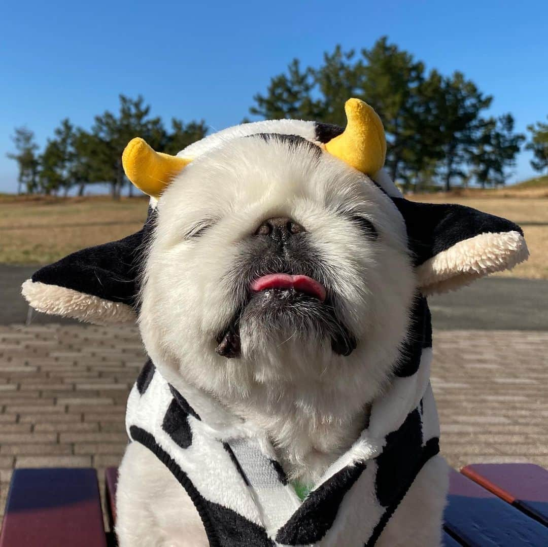 こなつさんのインスタグラム写真 - (こなつInstagram)「みんなみたいに可愛い🐄になりきれなかった 😂🤔😂🤔 モォーしわけないです🐮🐮w」1月3日 23時29分 - nattsxx