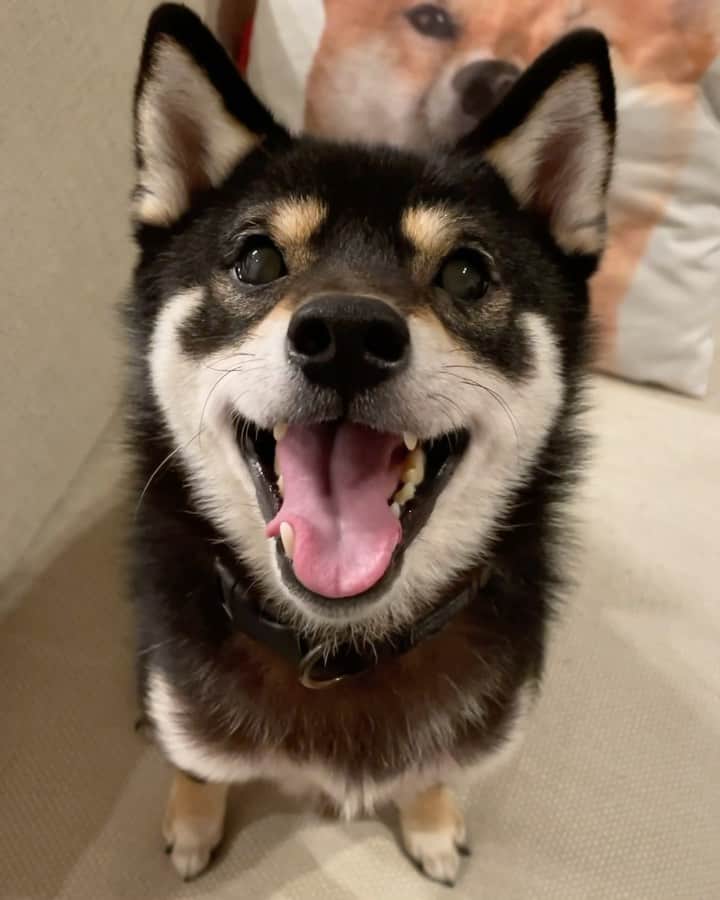 まめ丸のインスタグラム：「* * 今日のおやつまち動画🐶💓 * このあとクルリン🌀とか技を披露するロングバージョンの動画をLINEのタイムラインにのせたよー🐶💓 →  https://lin.ee/gWZ6JBE （ストーリーからもいけるよ） * give me a snack🐶💓 （New video is up❣️Go watch my LINE channel and Please add me as a LINE friend🐶❣️） * #おわかりいただけただろうか #しっぽちょっとふってるよ #しっぽがうまくふれないまめ丸　シリーズ * #柴犬#豆柴#柴#黒柴#犬#shiba#shibainu#shibastagram#shibadog#shibe#puppy#instadog#dogstagram#dog#pet#petstagram#adorable#kawaii#cute#cutedog#worldofcutepets#dailyfluff#weeklyfluff#happynewyear#LINE#LINE公式アカウント#まめ丸パタパタ動画」