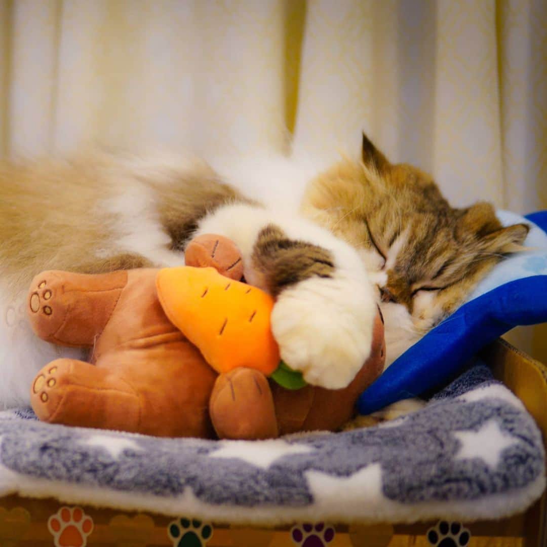 Kenshin & Chloeyのインスタグラム：「*swipe* 🐻 Sunday Mood. Getting more Zzz's with my little teddy ♡♡♡ #lazysunday」