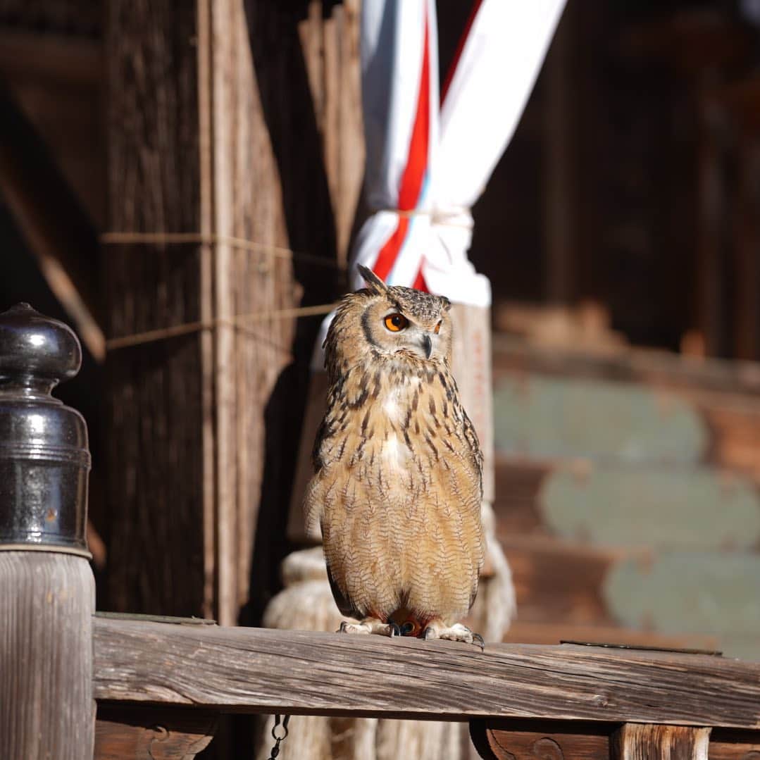 GEN3 Owlのインスタグラム：「フクロウと神社のありがたいコラボ🌅 きっと良いことある・・・はず！←  Owls and Japanese shrines.  You may be lucky! …maybe.  #owl #owlgaru #神社 #shrine」