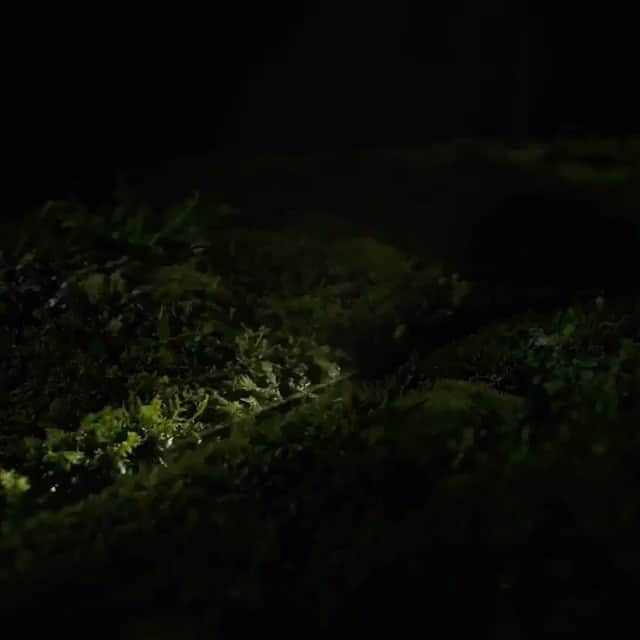 エリザベス・ロドリゲスのインスタグラム：「SOUND ON 🌸💥🌺🌟 Here’s  to a better 2021! Happy New Year! Love and light to all! Thx  @pattitroisi for sharing #2021 #celebrate #life」