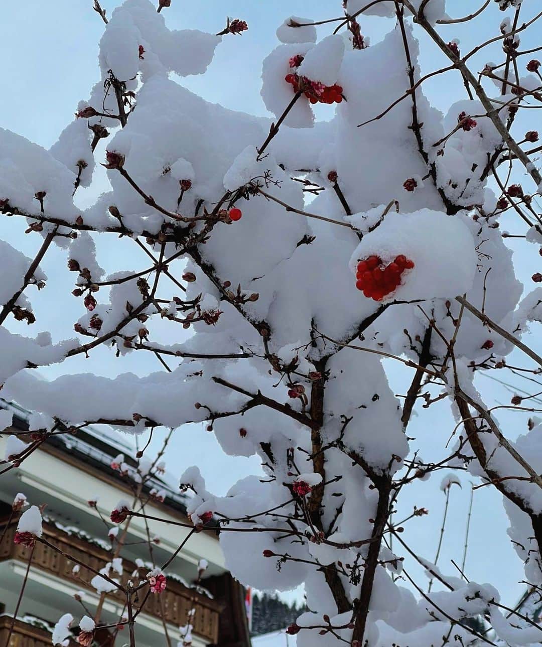 アンナ・アンドレスさんのインスタグラム写真 - (アンナ・アンドレスInstagram)「proper winter...)」1月4日 1時22分 - ann.andres