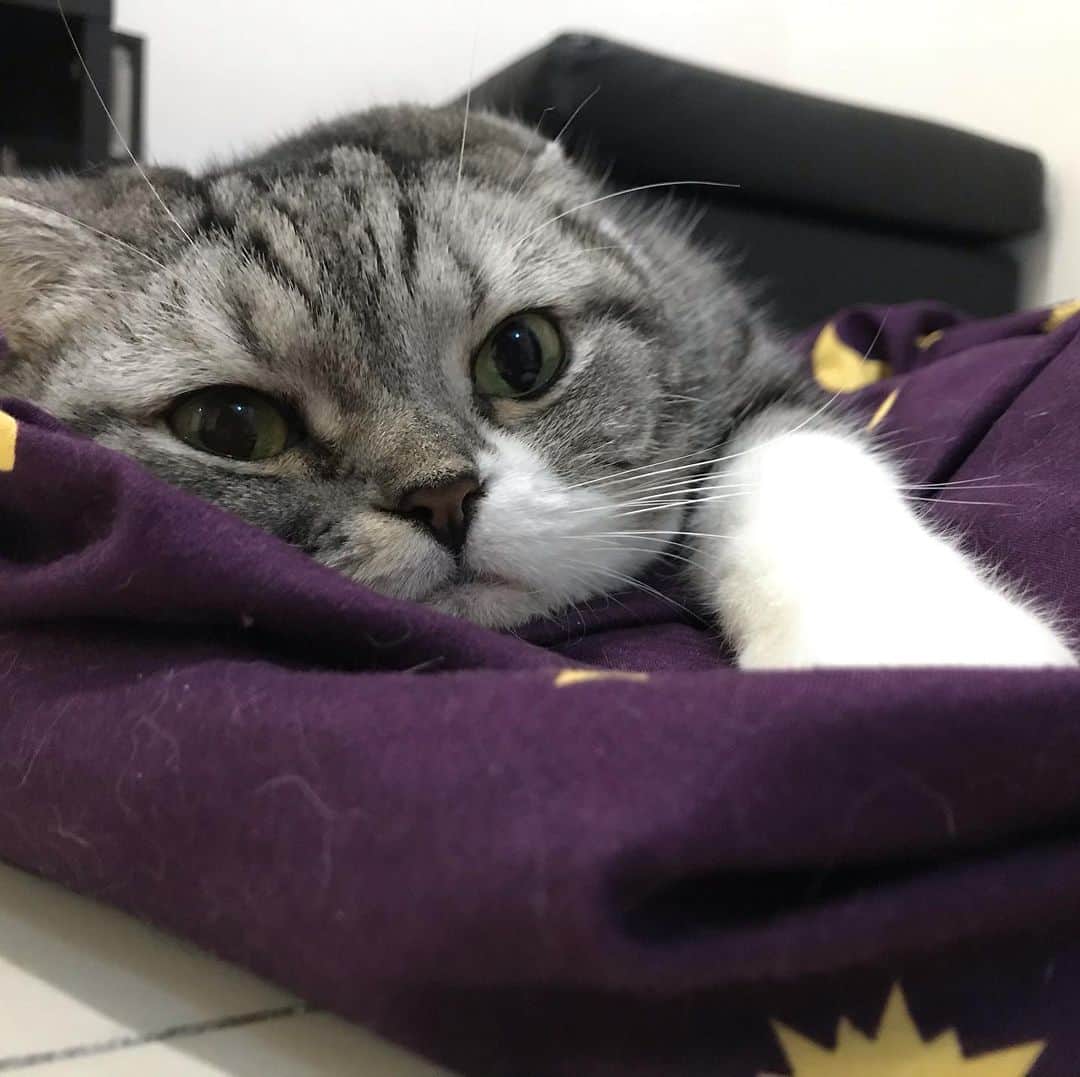 KATSUOのインスタグラム：「リビングで怒られるお二方 . #cat #catsofinstagram #catstagram #instacat#cutecat #pet #instadaily #掛け布団で遊ぶから #かつお全然聞いてない」