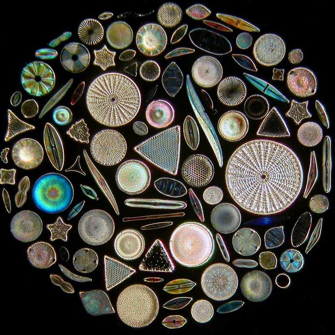 ブルックグレグソンのインスタグラム：「Some of the  smallest fossils formed together. These microscopic algae called diatoms are thought to make up the majority of the earth’s oil. Photo by David Green from the New York Times #beautyinnature #diatoms.」