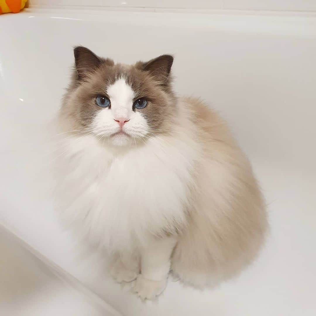 Princess Auroraのインスタグラム：「Politely asking for the shower tap to be turned on 😻🚿 . . . #catsofinstagram #dailyfluff #weeklyfluff #cutepetclub #meow #kawaii #instacat #meowed #catlife #petstagram #ilovemypet #bestmeow #viral #catlove #neko #purrfect #catsofig #ragdoll #queen #cats_of_instagram #cat #cats #aurorapurr」