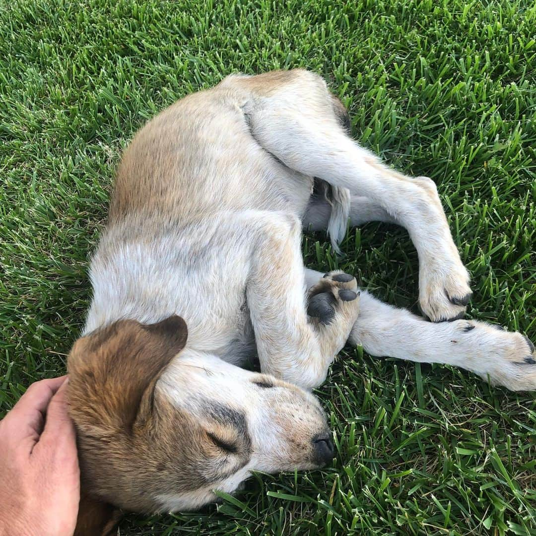 シーマス・デヴァーさんのインスタグラム写真 - (シーマス・デヴァーInstagram)「I got to see my favorite Georgian boy, Georgie yesterday. I can’t believe this is the same little guy I met outside a gas station in Gori. Thanks @marta_evry for giving him a great life, @janemwl for bringing him to the US, and @dog.org.ge for rescuing him.」1月4日 1時52分 - seamuspatrickdever