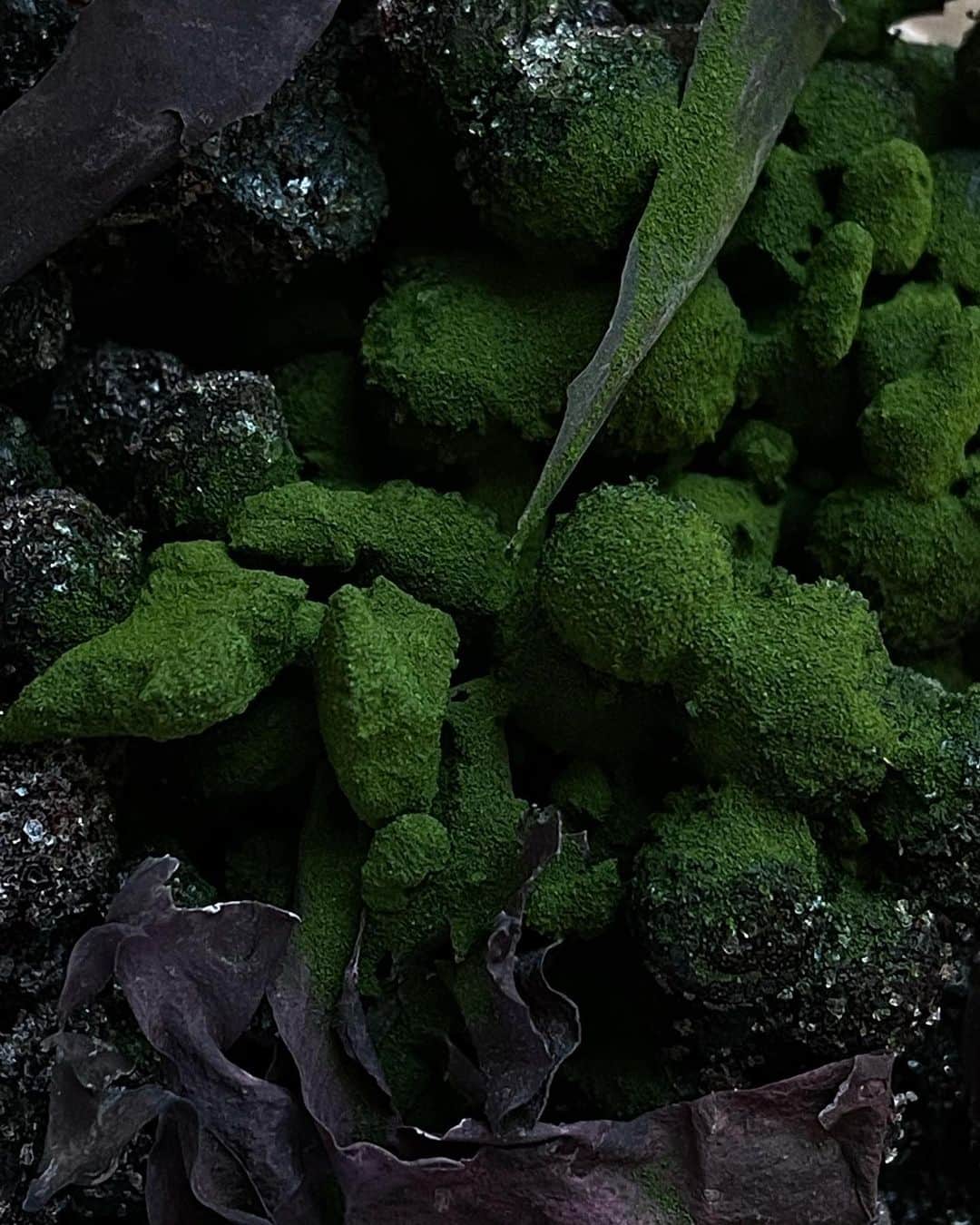 Mathilde Goehlerのインスタグラム：「Starting the year off with more greens 🥬 blueberries, dulse, and barley grass juice powder 💚 photo by @sophiegoehler」