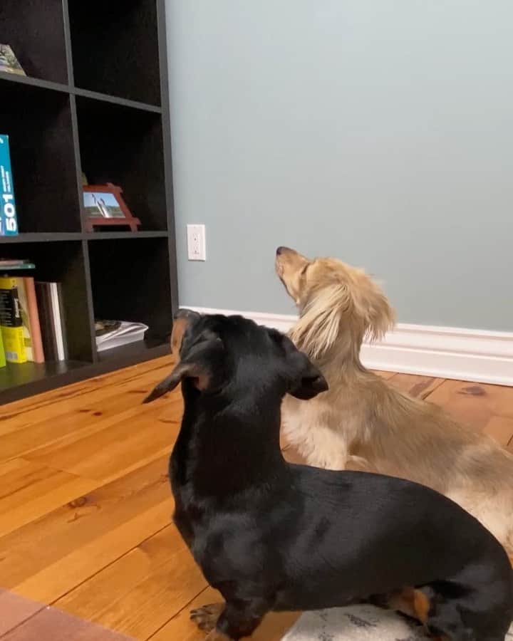 のインスタグラム：「“Setting our calendar to wiener level! Make 2021 even better with our 2021 calendar collection! Available on Amazon via link in my profile” ~ Crusoe」