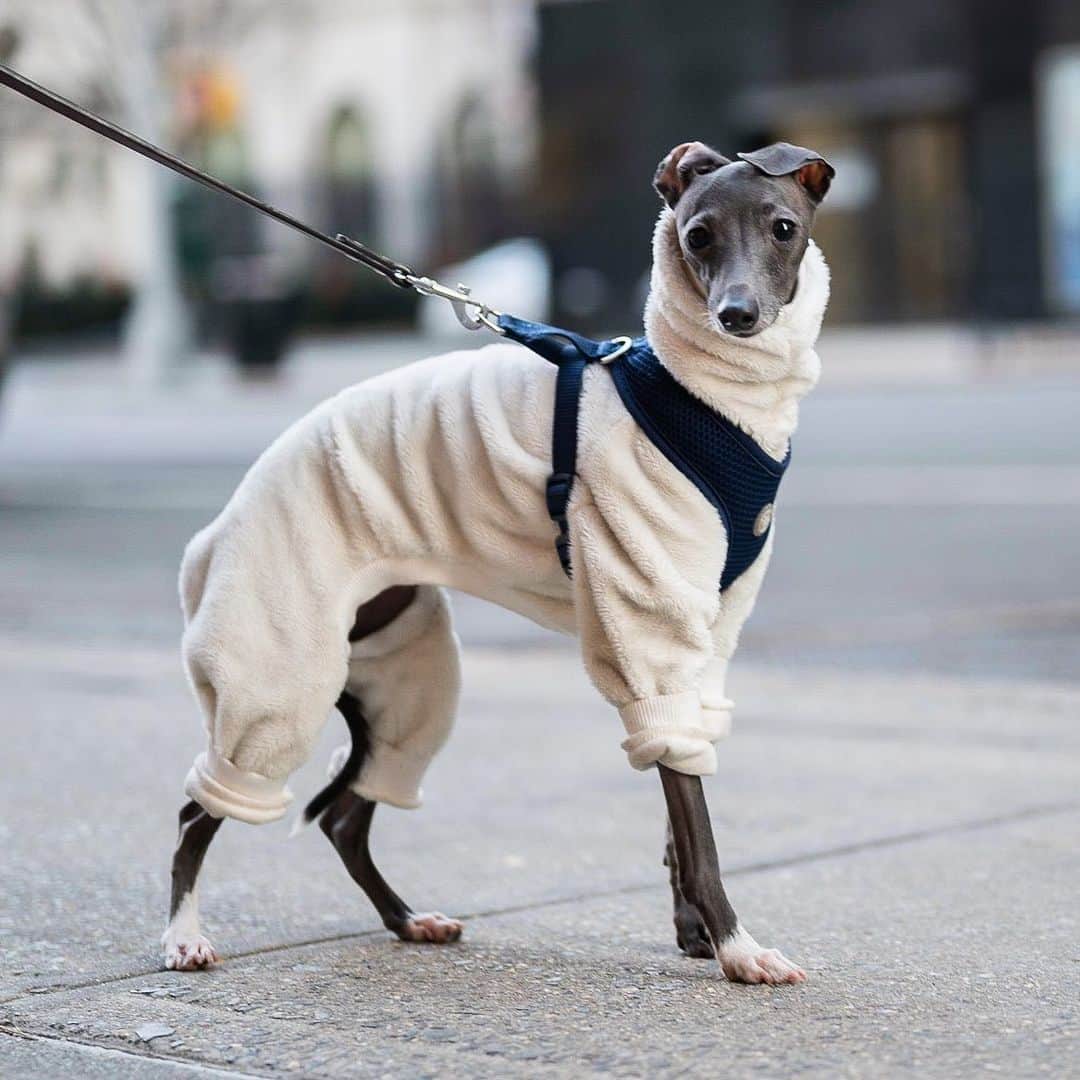 The Dogistさんのインスタグラム写真 - (The DogistInstagram)「Babe, Italian Greyhound (1.5 y/o), 9th & Broadway, New York, NY • “I invest more in her wardrobe than my own. Three drawers in my closet. A bunch of bodysuits – I get most of them from Etsy. She loves being called gorgeous.” @babetheiggy」1月4日 11時43分 - thedogist