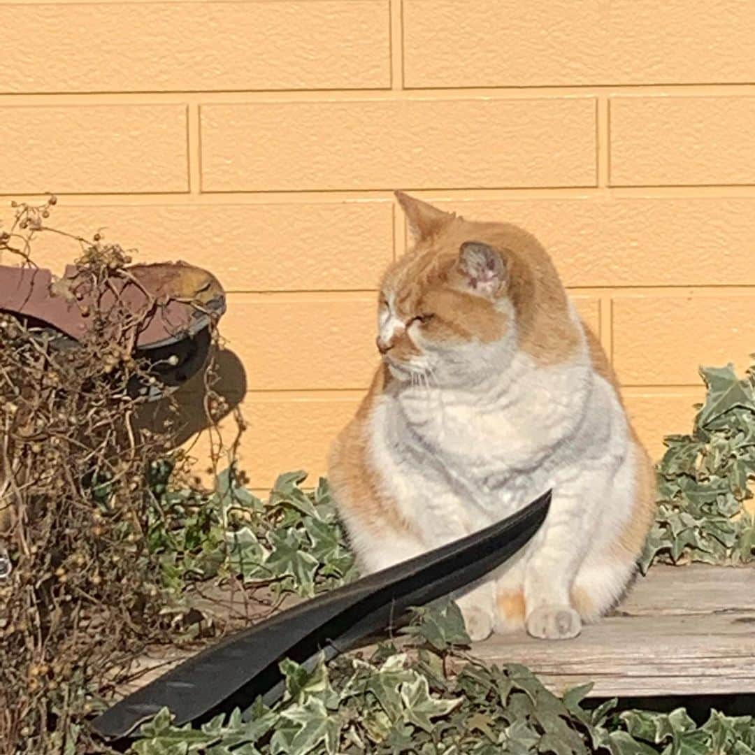 宙也さんのインスタグラム写真 - (宙也Instagram)「庭猫ちゃぶタロ。うちはごはんあげてない。どこで喰ってんだろ。太りすぎだろ。笑。」1月4日 12時07分 - chuya_aquarius