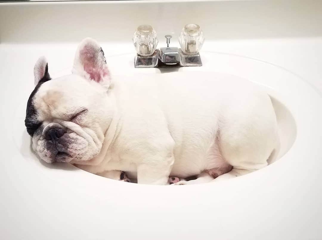 Manny The Frenchieのインスタグラム：「New year, same me. 💤」