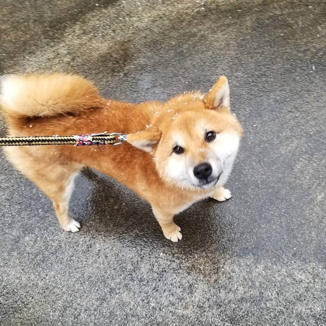 柴犬たま Shibainu Tamaのインスタグラム