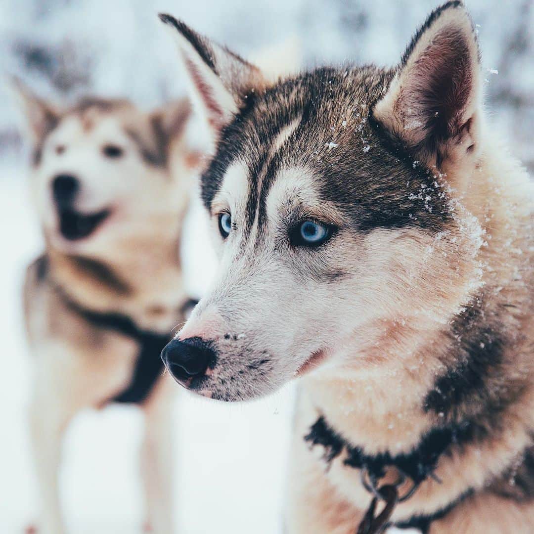 Kyle Kuiperのインスタグラム：「Fun fact, all new born huskies are born with blue eyes, sometimes changing later in their life to miss matched bi eyes, multi-colored, or brown.」